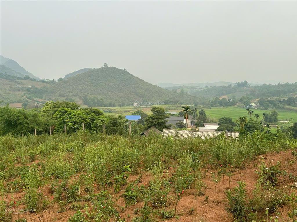 Đất cao phong 2trong1  2.000m² thổ cư + 1.268m² đất trồng  pháp lý rõ ràng , sổ đỏ sẵn !