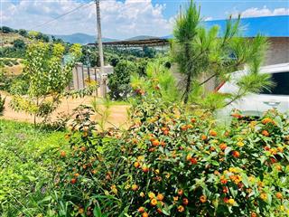 Sổ hồng 656m2 có 400m2 thổ cư tại đô thị. đường ô tô 8m hiện hữu. cách tp đà lạt 25km