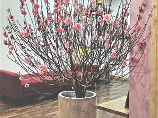 Chính chủ bán căn hộ hoa hậu 67m2 2 ngủ 2wc ở hh2b linh đàm view hồ thoáng mát, tầng trung nhà đẹp