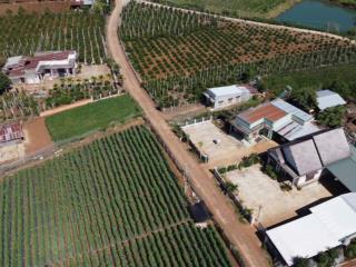 Bán đất trung tâm xã tân hội, tỉnh lâm đồng  giá bao sổ 699tr