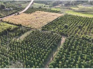 Lô rẫy 9 sào 6 có sẵn nguồn thu mạnh