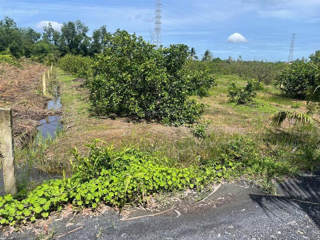 1500m2 đường ô tô, chanh đang thu hoạch, đất bằng lộ đường ô tô tải quay đầu