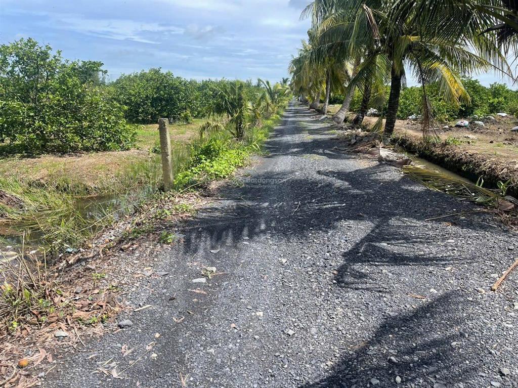 1500m2 đường ô tô, chanh đang thu hoạch, đất bằng lộ đường ô tô tải quay đầu