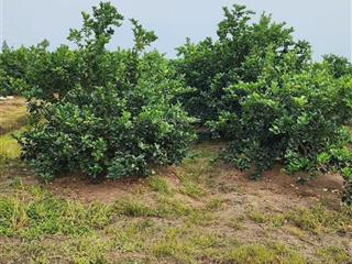 Đất vườn bình đức giá rẻ nhất kv đường hiện sổ 6m, đất đang trồng chanh không hạt