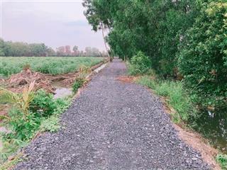 Đất rẻ cho ace công nhân chỉ 290tr 1 lô 500m2 đg ô tô đang trồng chanh