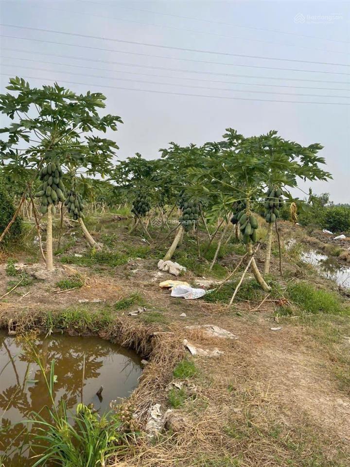 Đất rẻ cho ace công nhân chỉ 290tr 1 lô 500m2 đg ô tô đang trồng chanh