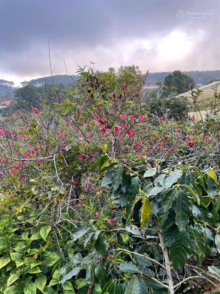 Bán đất view đẹp xã trạm hành , đà lạt