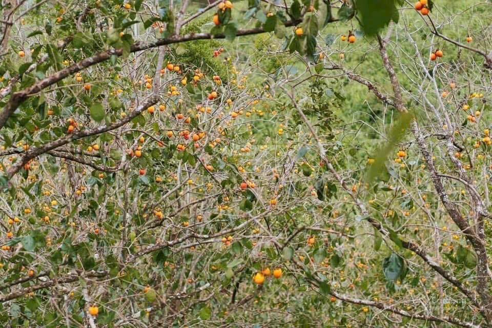 Bán đất view đẹp xã trạm hành , đà lạt