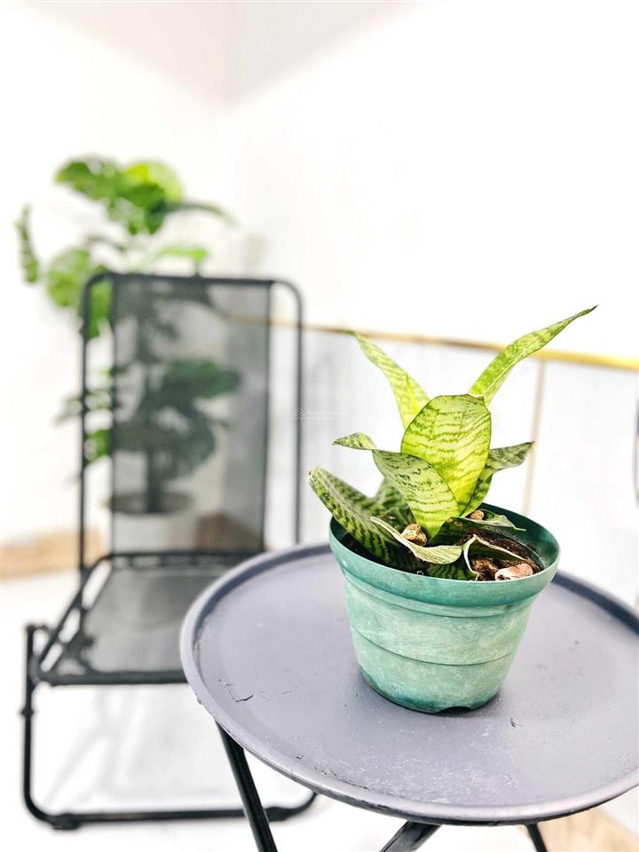 Phòng chdv duplex cao cấp ngay kdc nam long  ngã tư ga  q12 giáp gò vấp