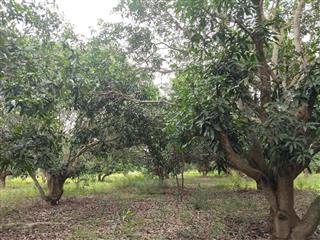 Bán đất 8.400m2 thị trấn cam đức, cam lâm, khánh hòa