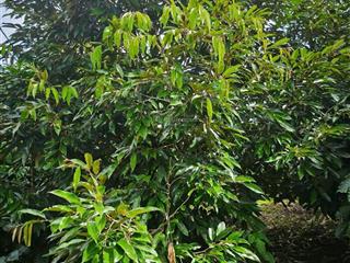 Tôi cần bán gấp 13 ha đất café, tiêu, sầu riêng, ôm suối lớn