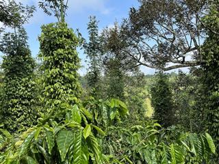 Tôi cần bán gấp 20 ha đất café, tiêu, sầu riêng, ôm suối lớn