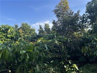 Cần bán 12 ha đất cafe, tiêu, sầu riêng