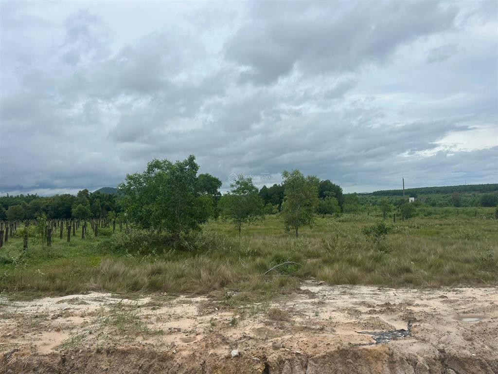 28x81m (2301m2) lê đức thọ, tân bình, lagi quy hoạch đất ở, mặt tiền đường nhựa