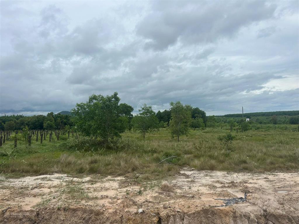 28x81m (2301m2) lê đức thọ, tân bình, lagi quy hoạch đất ở, mặt tiền đường nhựa