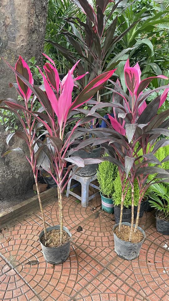 Bán biệt thự phố thái hà đống đa, ngõ thông 30m ra phố, 250m 4 tầng giá chào 90 tỷ