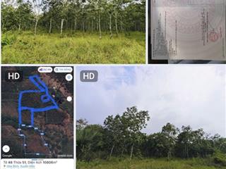 Giảm 2tỷ bán nhanh 2,54ha cao su trồng 5nam tuổi, xã hoà bình  xuyên mộc cách hồ tràm đúng 20km
