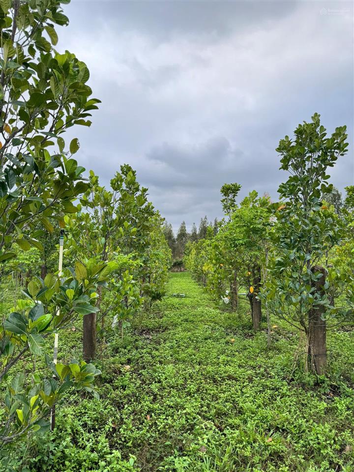 Bán trang trại 16ha tại xã hàm thạnh, tỉnh bình thuận.