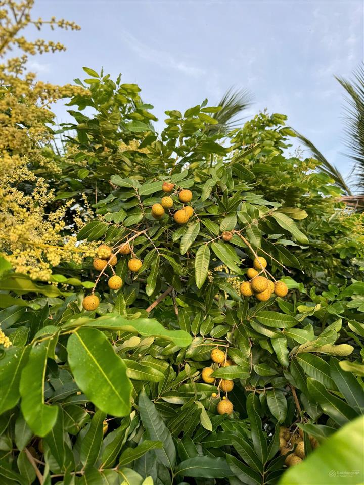 Bán trang trại 16ha tại xã hàm thạnh, tỉnh bình thuận.