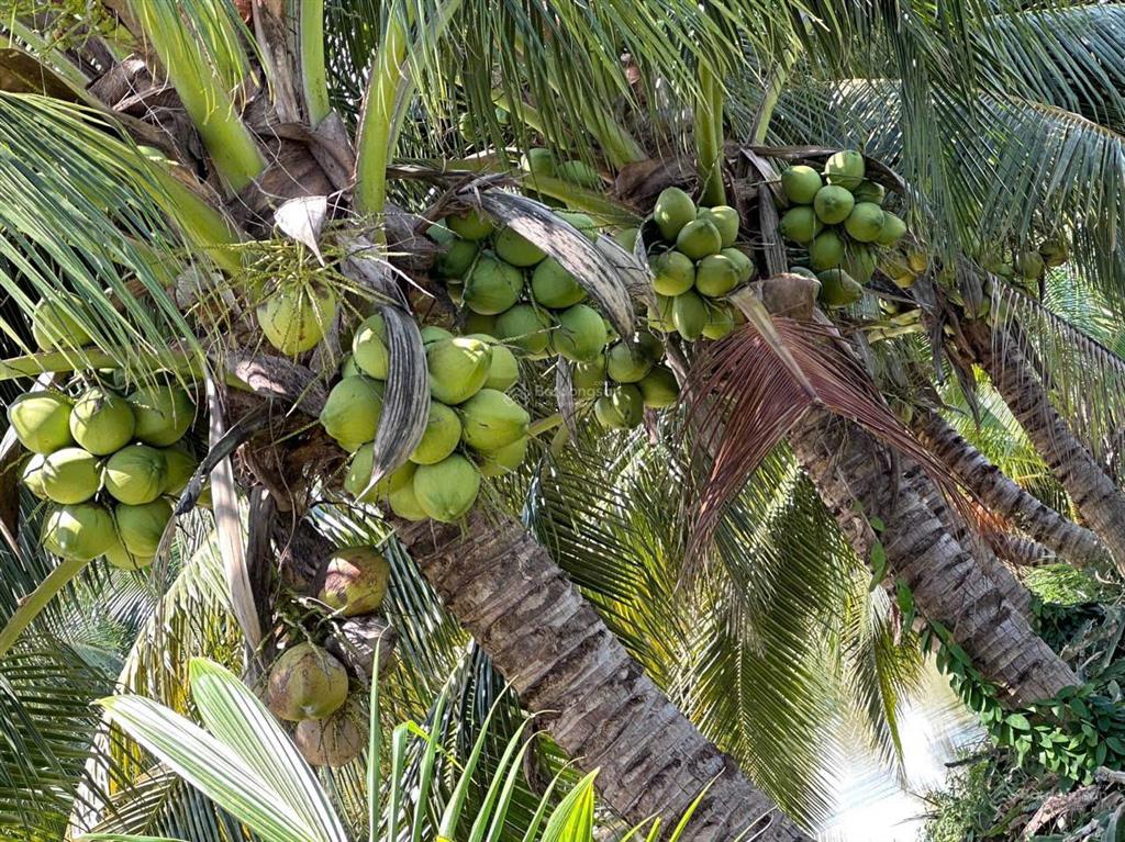 Bán trang trại 16ha tại xã hàm thạnh, tỉnh bình thuận.