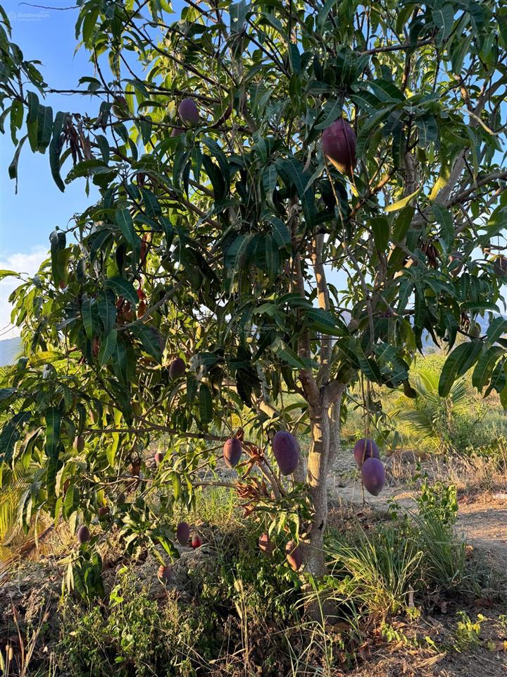 Bán trang trại 16ha tại xã hàm thạnh, tỉnh bình thuận.