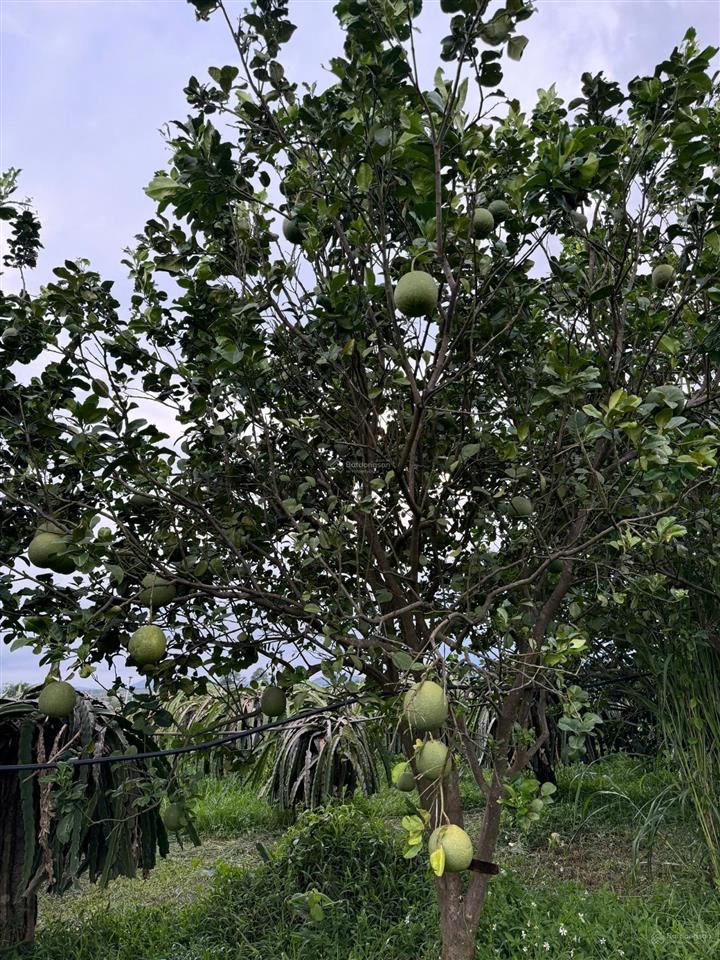 Bán trang trại 16ha tại xã hàm thạnh, tỉnh bình thuận.