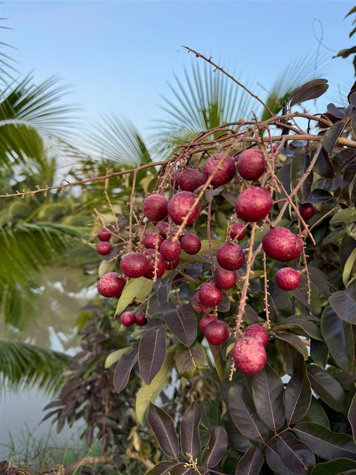 Bán trang trại 16ha tại xã hàm thạnh, tỉnh bình thuận.