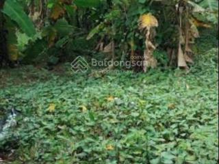 Cho thuê nhà vườn ở đường t5, hưng long, bình chánh