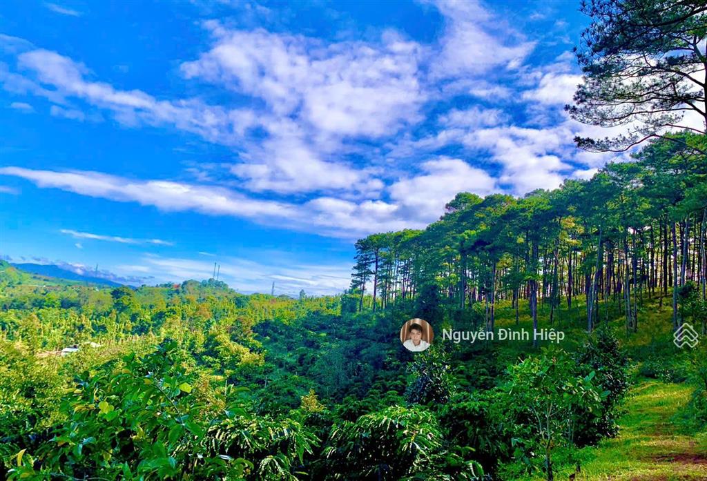 Bán 6.5ha đất rẫy cà phê sầu riêng thu năm hơn 30 tấn tưới tự động 100% không mất tiền dầu