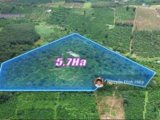 Bán đất rẫy cà phê quảng tân, 5.7ha đất đẹp như nông trường giá 1 tỷ 650 triệu/1ha