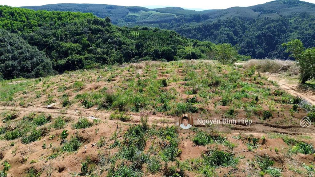 Bán đất tp gia nghĩa  5ha đất view săn mây  giáp sông đồng nai  cà phê tơ đang phát triển tốt