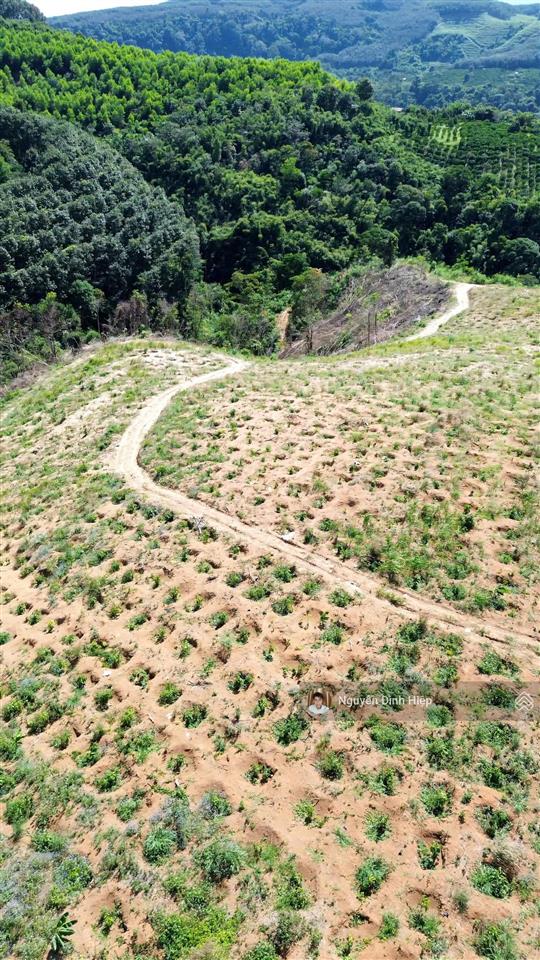 Bán đất tp gia nghĩa  5ha đất view săn mây  giáp sông đồng nai  cà phê tơ đang phát triển tốt