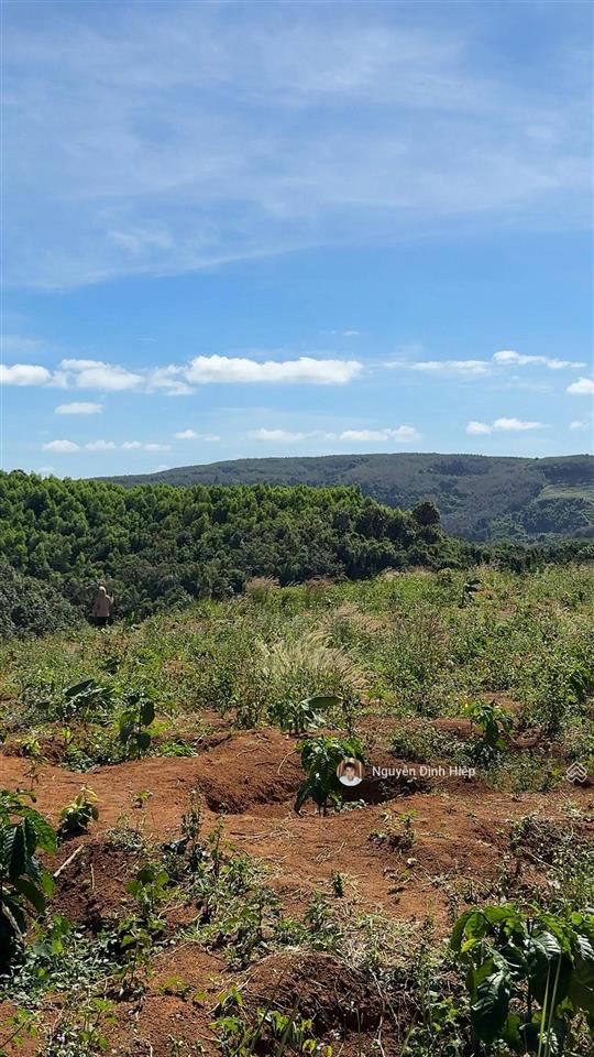 Bán đất tp gia nghĩa  5ha đất view săn mây  giáp sông đồng nai  cà phê tơ đang phát triển tốt