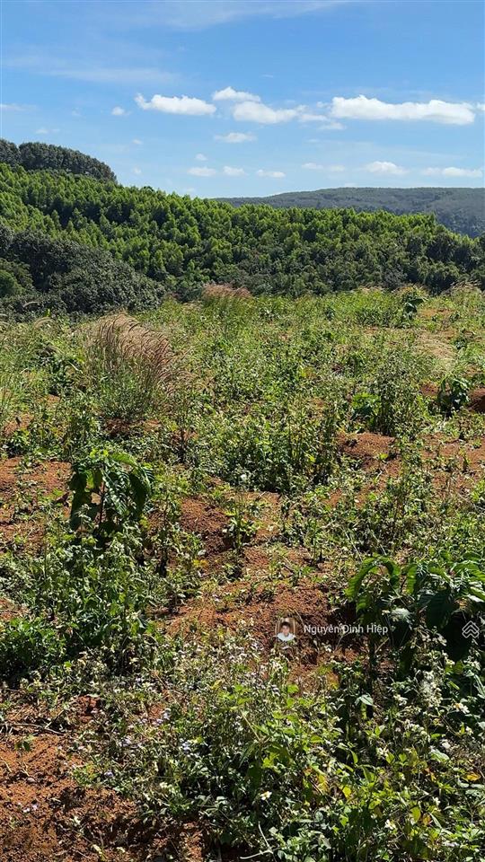 Bán đất tp gia nghĩa  5ha đất view săn mây  giáp sông đồng nai  cà phê tơ đang phát triển tốt