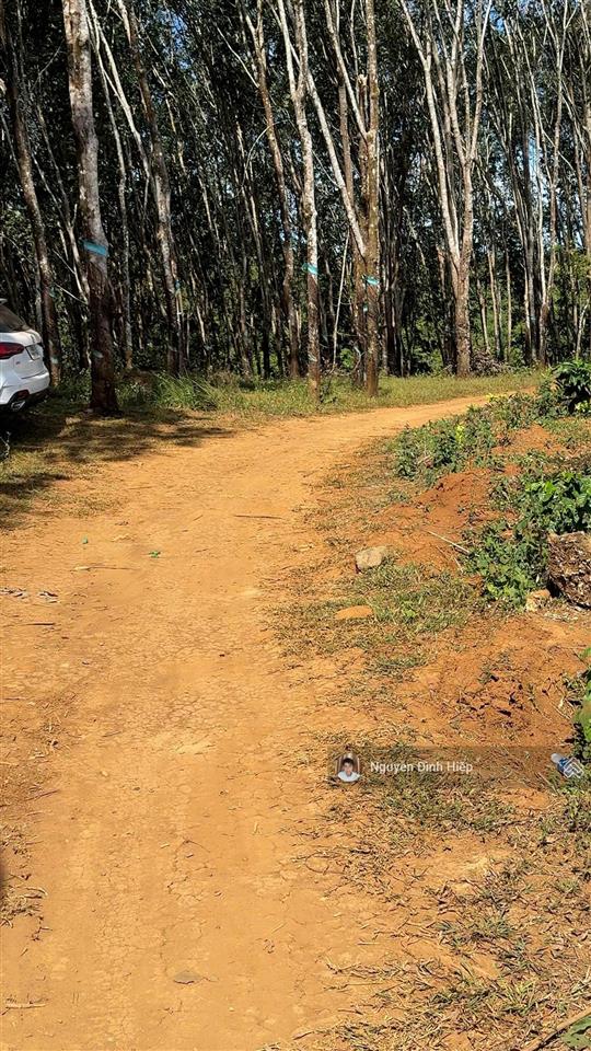 Bán đất tp gia nghĩa  5ha đất view săn mây  giáp sông đồng nai  cà phê tơ đang phát triển tốt