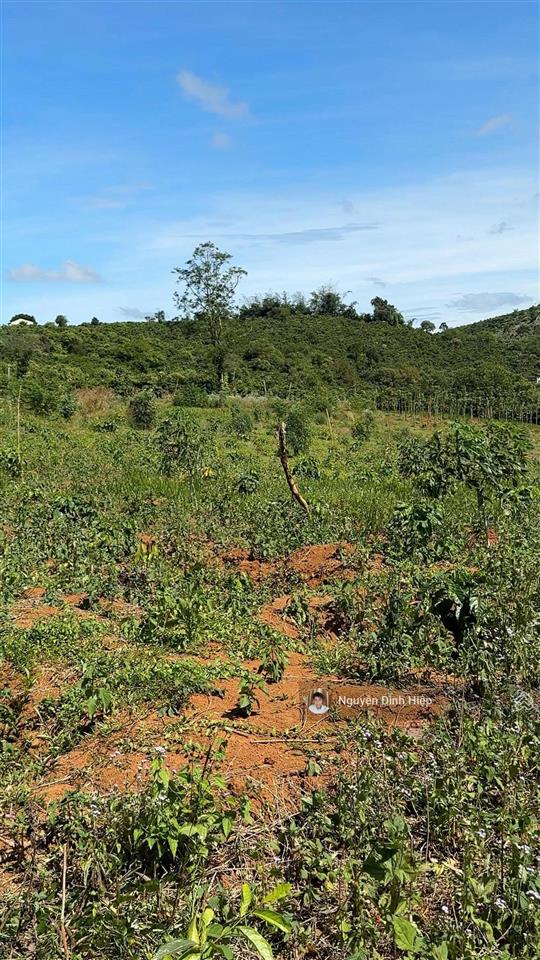 Bán đất tp gia nghĩa  5ha đất view săn mây  giáp sông đồng nai  cà phê tơ đang phát triển tốt