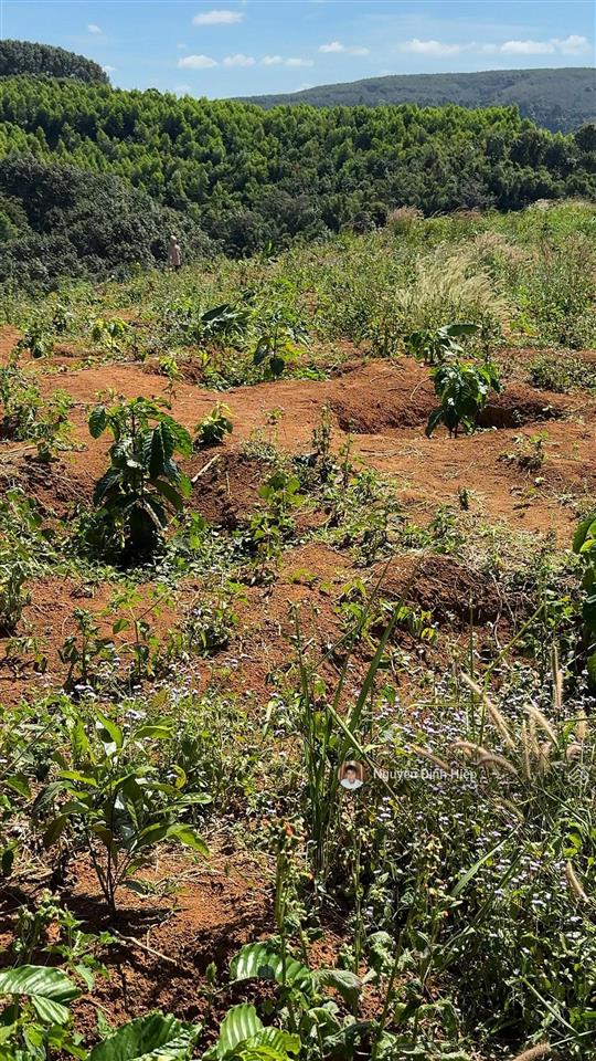 Bán đất tp gia nghĩa  5ha đất view săn mây  giáp sông đồng nai  cà phê tơ đang phát triển tốt