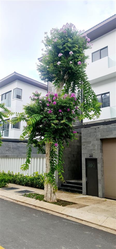 Giỏ hàng giá tốt nhất tại lavida vũng tàu. giá tốt nhất thị trường chỉ 6 tỷ 3 bao hết thuế phí