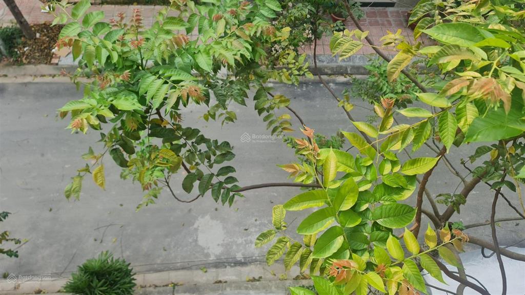 Bán tái định cư ngọc thụy 50m, vĩa hè 3m, giá 20 tỷ 500 triệu