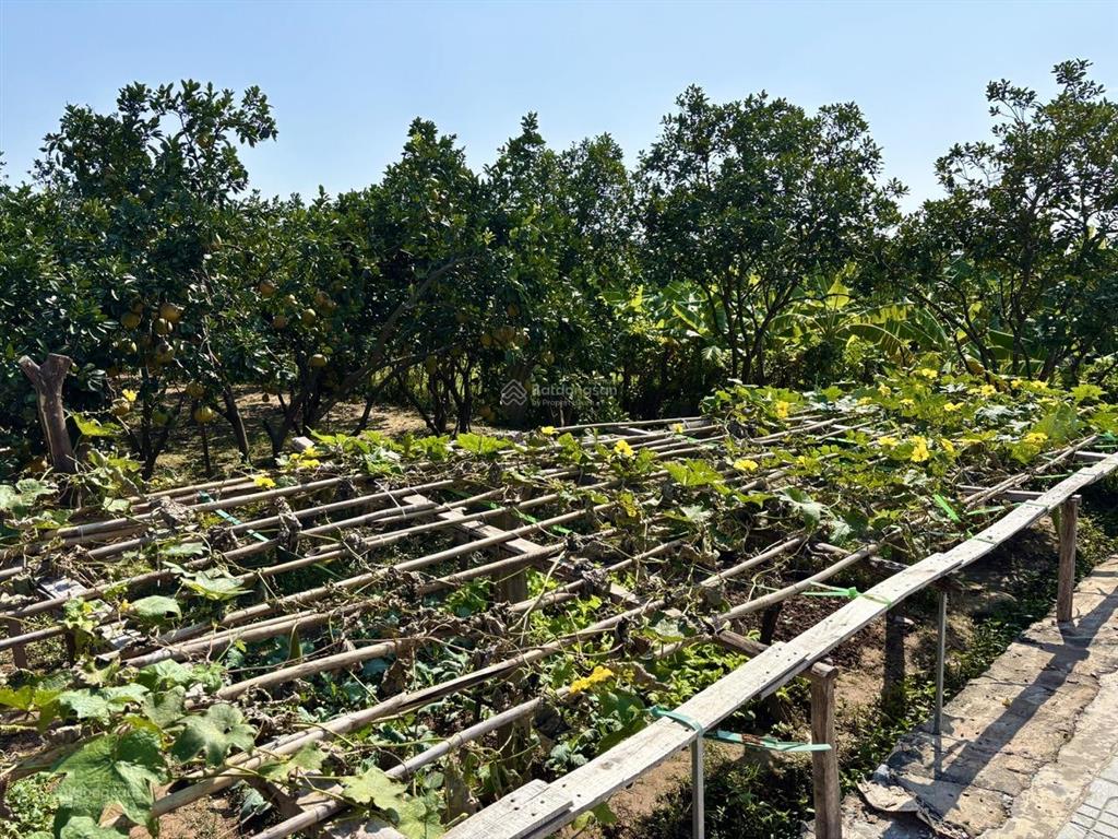 Mảnh đất yên mỹ 462m2  2,05 tỷ  view hồ  2 mặt thoáng