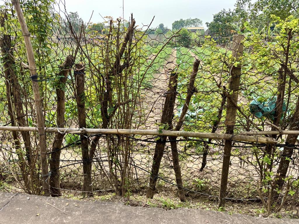 Mảnh đất đẹp yên mỹ 290m2  1,5 tỷ  ô tô đỗ cửa  gần hồ