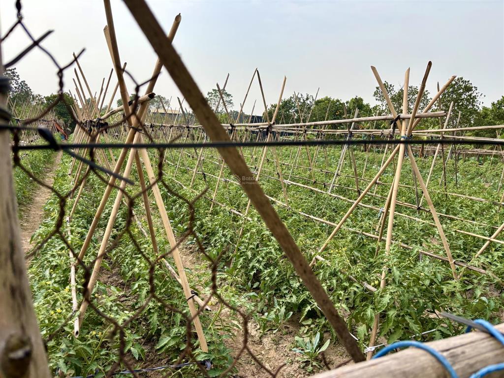 Mảnh đất đẹp yên mỹ 290m2  1,5 tỷ  ô tô đỗ cửa  gần hồ