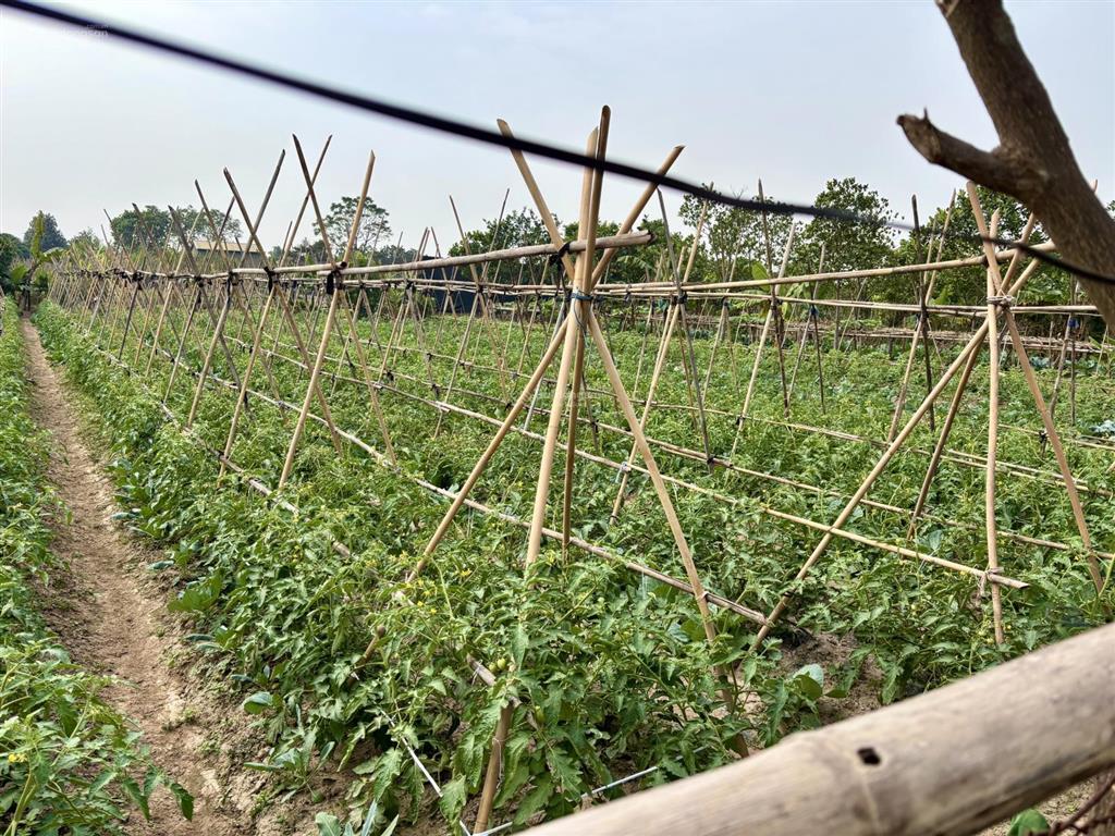 Mảnh đất đẹp yên mỹ 290m2  1,5 tỷ  ô tô đỗ cửa  gần hồ