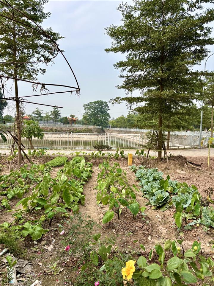 Đát view hồ yên mỹ 142m212 tỷô tô tránh