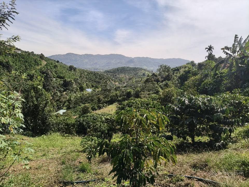 Nhà vườn bảo lộc  dt 8882m2  sẵn 100m2 thổ cư  vườn đầy đủ cây ăn trái