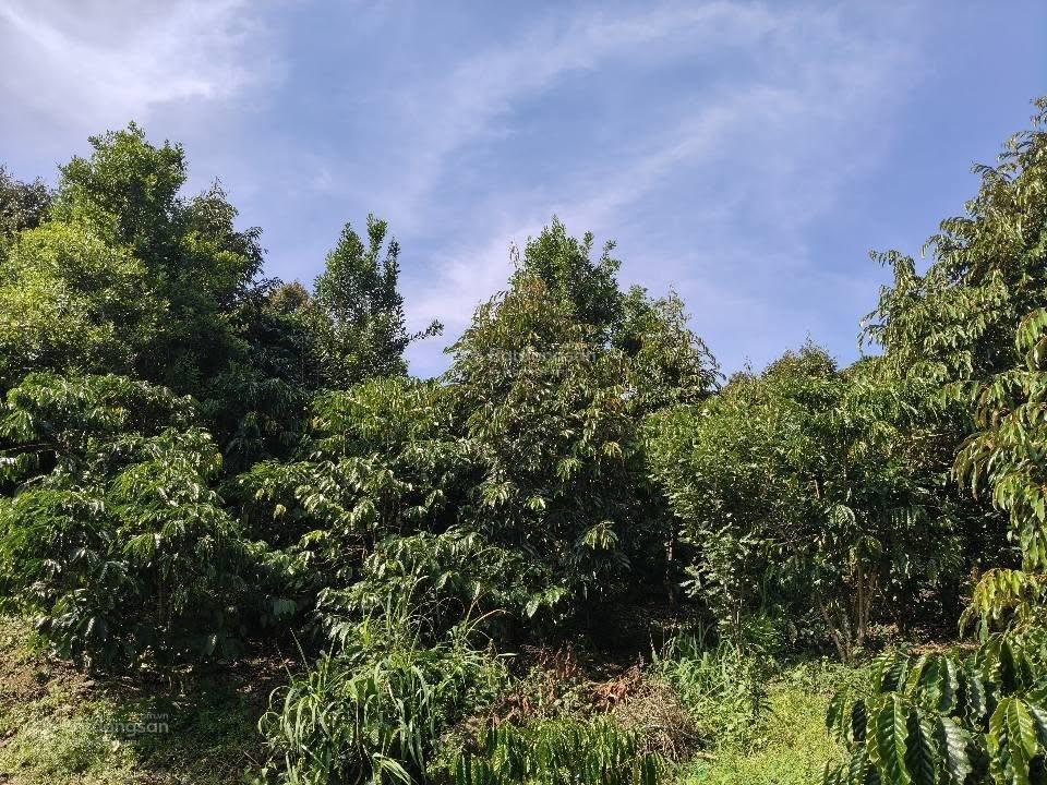 Nhà vườn bảo lộc  dt 8882m2  sẵn 100m2 thổ cư  vườn đầy đủ cây ăn trái