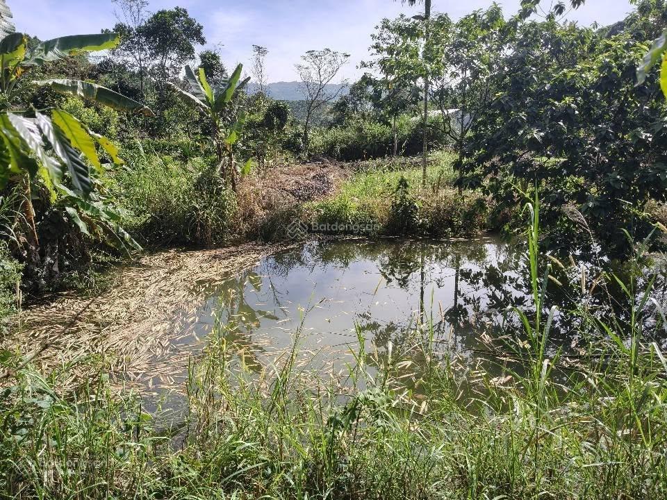 Nhà vườn bảo lộc  dt 8882m2  sẵn 100m2 thổ cư  vườn đầy đủ cây ăn trái