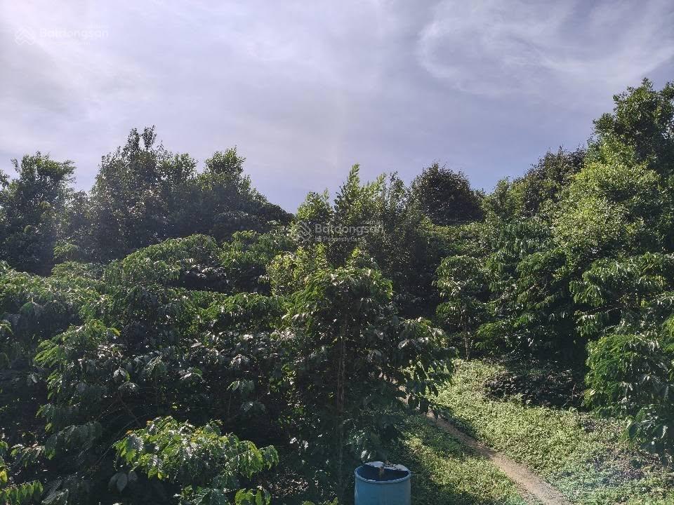 Nhà vườn bảo lộc  dt 8882m2  sẵn 100m2 thổ cư  vườn đầy đủ cây ăn trái