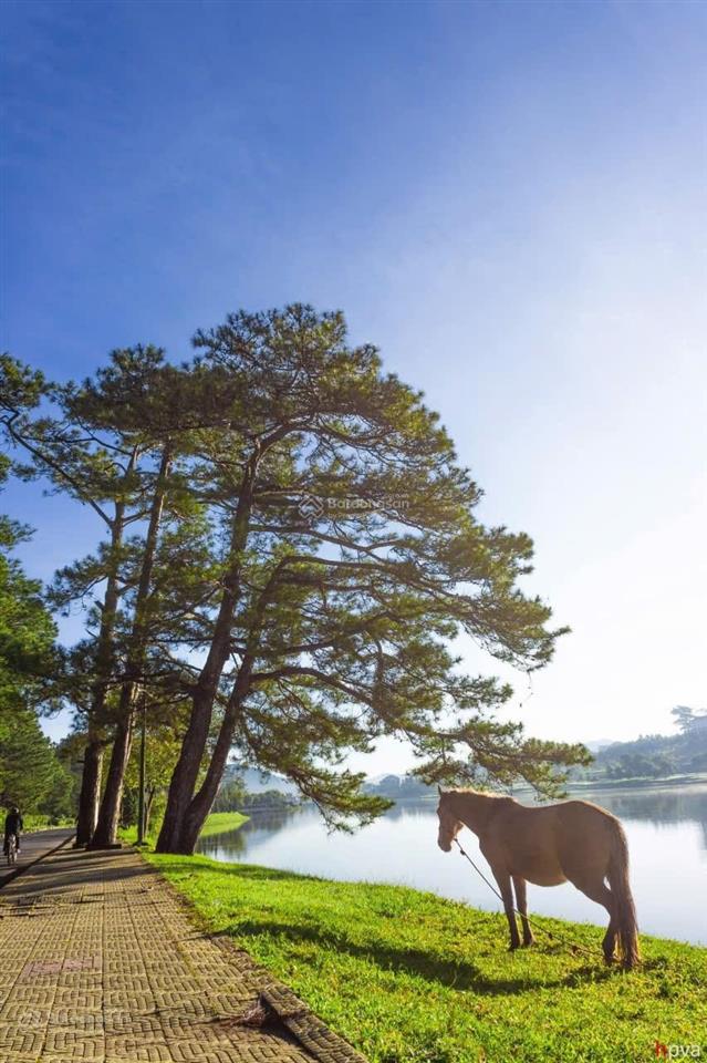 Bán đất cách hồ xuân hương vài trăm mét tặng khu homestay 926m2 52 tỷ