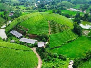 Bán trang trại nghỉ dưỡng view đồi chè bát úp đẹp mê ly. giá 200k/m2 tại phú thọ